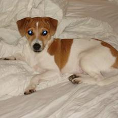 Dansk svensk gaardhund Zuma