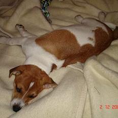 Dansk svensk gaardhund Zuma