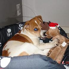 Dansk svensk gaardhund Zuma