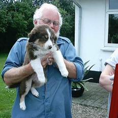Australian shepherd Fie
