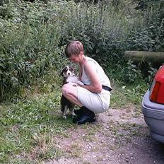 Australian shepherd Fie