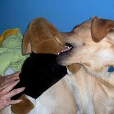 Labrador retriever Laban