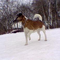 Glathåret foxterrier Futte