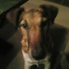Glathåret foxterrier Futte