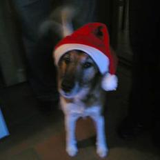 Glathåret foxterrier Futte