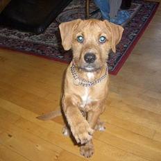 Blanding af racer *Rocki*