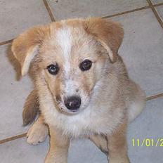 Blanding af racer Rica.