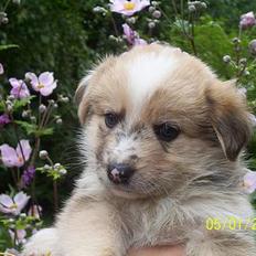 Blanding af racer Rica.