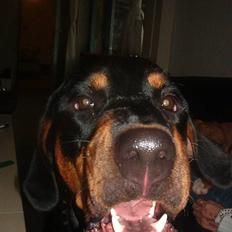 Blanding af racer Hector *DØD 28.10.07* RIP