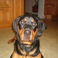 Blanding af racer Hector *DØD 28.10.07* RIP