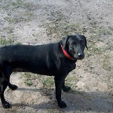 Labrador retriever Bella 