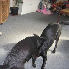 Labrador retriever Bella 