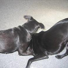 Labrador retriever Bella 