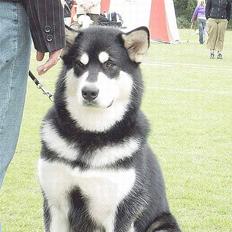 Alaskan malamute Zassy