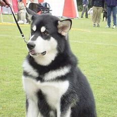 Alaskan malamute Zassy