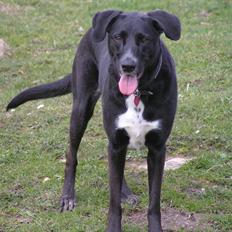 Blanding af racer Tikka