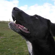 Blanding af racer Tikka