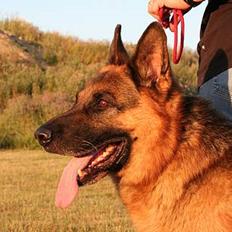 Schæferhund Nyholms Carl *RIP*