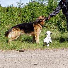 Schæferhund Nyholms Carl *RIP*