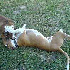 Engelsk bulldog Mogens (Marmaduke)