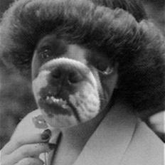 Engelsk bulldog Mogens (Marmaduke)