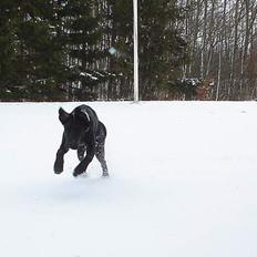 Blanding af racer Ricko