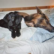 Blanding af racer Ricko