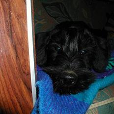 Riesenschnauzer Holli R.I.P <3