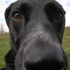 Blanding af racer Tikka