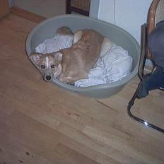 Blanding af racer Rica.