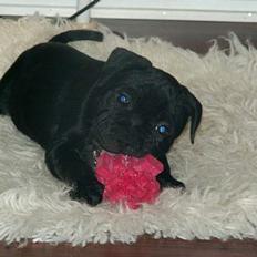 Staffordshire bull terrier Nanna