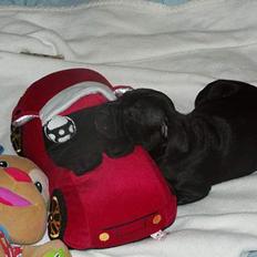 Staffordshire bull terrier Nanna