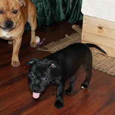Staffordshire bull terrier Nanna
