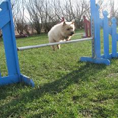 Cairn terrier Hyldahl's Bamse <3