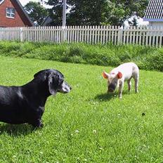 Gravhund Long John +DØD+