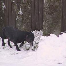 Gravhund Long John +DØD+