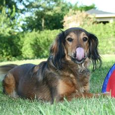 Blanding af racer Molly