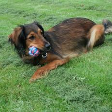 Blanding af racer Molly