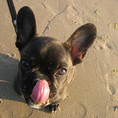 Fransk bulldog Osvald