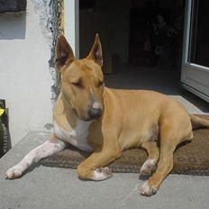 Blanding af racer bella