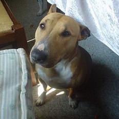 Blanding af racer bella