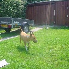 Blanding af racer bella