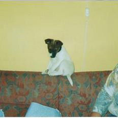 Dansk svensk gaardhund Bob