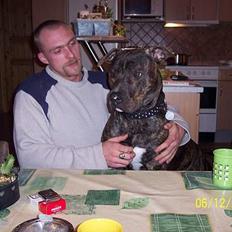 Amerikansk bulldog bambi 