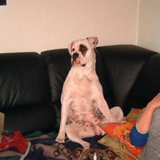 Amerikansk bulldog Fnug