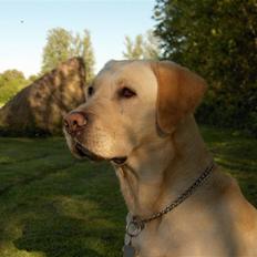 Labrador retriever Zazu