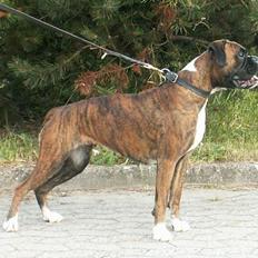 Boxer Equitta