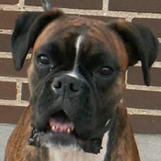Boxer Equitta