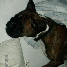 Boxer Equitta