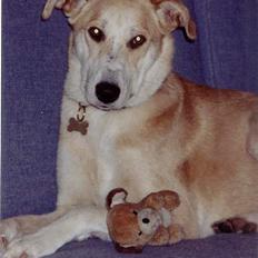 Blanding af racer Soffie